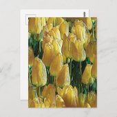 Carte Postale Tulipes Jaune Soleil (Devant / Derrière)