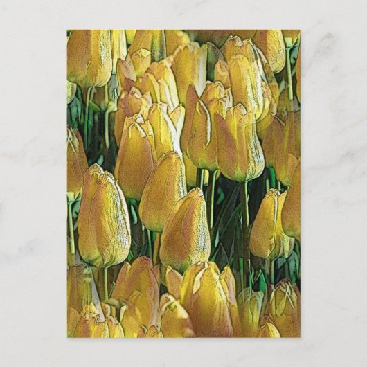 Carte Postale Tulipes Jaune Soleil (Devant)