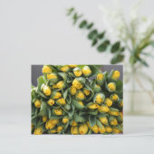 Carte Postale tulipes jaunes (Debout devant)