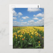 Carte postale Tulipes Jaunes (Devant / Derrière)