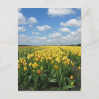 Carte postale Tulipes Jaunes