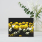 Carte Postale Tulipes Jaunes Et Blancs (Debout devant)