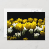 Carte Postale Tulipes Jaunes Et Blancs (Devant / Derrière)