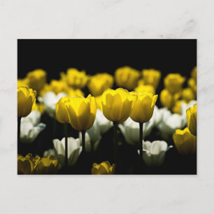 Carte Postale Tulipes Jaunes Et Blancs