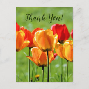 Carte Postale Tulipes jaunes et rouges