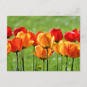 Carte Postale Tulipes jaunes et rouges