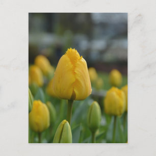 Carte Postale Tulipes jaunes sur le terrain