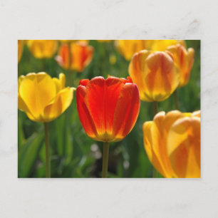 Carte Postale Tulipes Jaunes, Tulipes Oranges