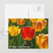 Carte Postale Tulipes Jaunes, Tulipes Oranges (Devant / Derrière)