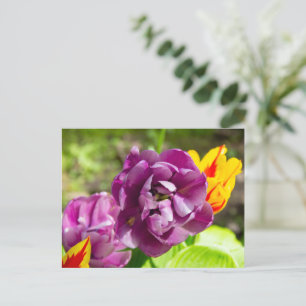 Carte Postale Tulipes lilas par une journée ensoleillée