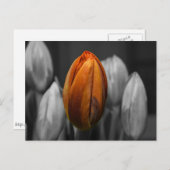 Carte postale Tulipes mixtes (Devant / Derrière)