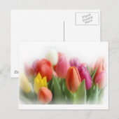 Carte Postale tulipes multicolores (Devant / Derrière)