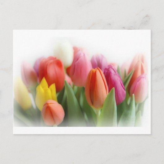 Carte Postale tulipes multicolores (Devant)