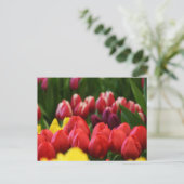 Carte Postale tulipes multicolores (Debout devant)