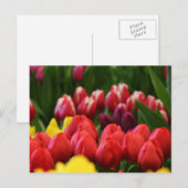 Carte Postale tulipes multicolores (Devant / Derrière)