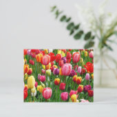 Carte Postale Tulipes multicolores (Debout devant)