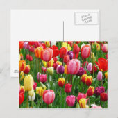 Carte Postale Tulipes multicolores (Devant / Derrière)