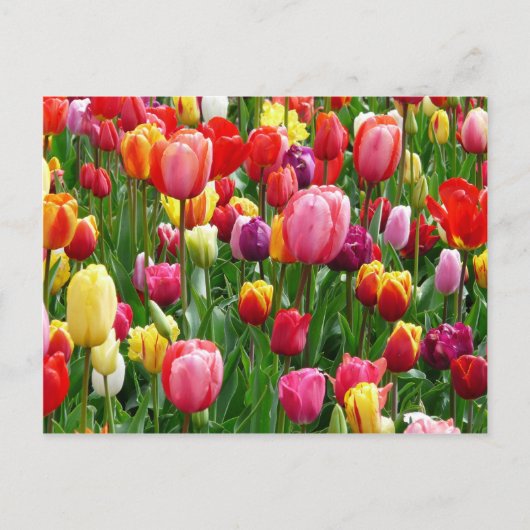 Carte Postale Tulipes multicolores (Devant)