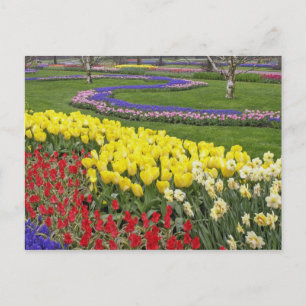 Carte Postale Tulipes, Muscari et jonquilles,