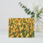 Carte Postale Tulipes orange (Debout devant)