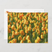 Carte Postale Tulipes orange (Devant / Derrière)