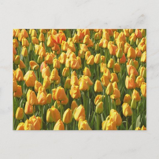 Carte Postale Tulipes orange (Devant)