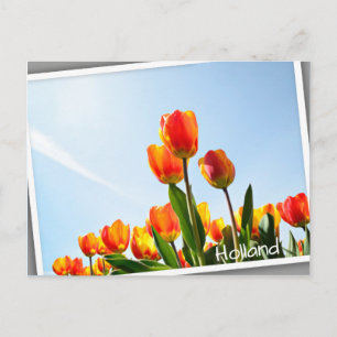 Carte Postale Tulipes orange et rouge du dessous
