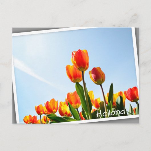 Carte Postale Tulipes orange et rouge du dessous (Devant)
