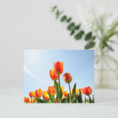 Carte Postale Tulipes orange et rouge du dessous (Debout devant)