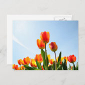 Carte Postale Tulipes orange et rouge du dessous (Devant / Derrière)