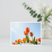 Carte Postale Tulipes orange et rouge vues d'en bas (Debout devant)