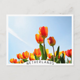 Carte Postale Tulipes orange et rouge vues d'en bas