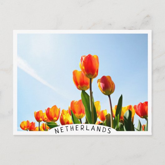 Carte Postale Tulipes orange et rouge vues d'en bas (Devant)