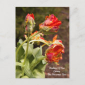 Carte Postale Tulipes Orange Perroquet Pensée Pour Vous (Devant)