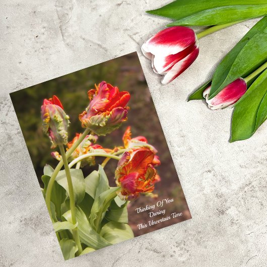 Carte Postale Tulipes Orange Perroquet Pensée Pour Vous