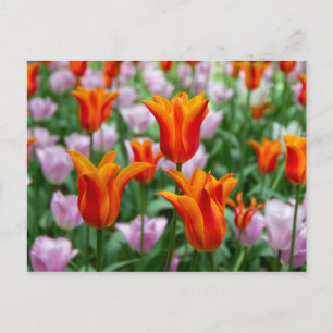 Carte Postale Tulipes orange vif dans le parc