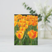 Carte Postale Tulipes oranges (Debout devant)