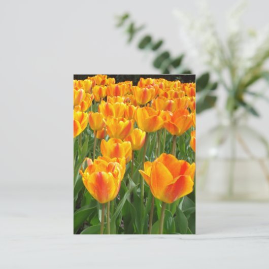 Carte Postale Tulipes oranges (Debout devant)