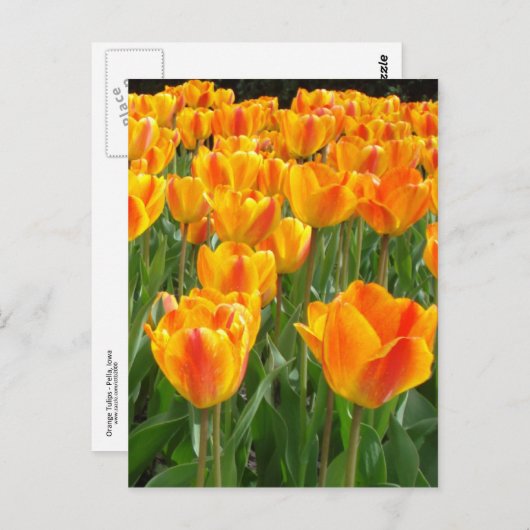 Carte Postale Tulipes oranges (Devant / Derrière)