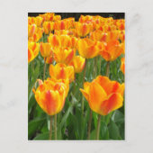 Carte Postale Tulipes oranges (Devant)