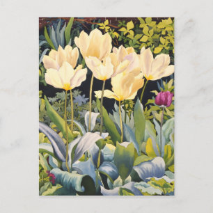 Carte Postale Tulipes pâles