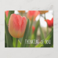 Tulipes panachées roses et rouges sur fond vert