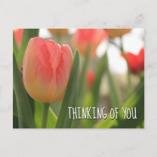 Carte Postale Tulipes panachées roses et rouges sur fond vert