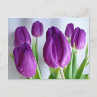 Carte Postale Tulipes pourpres