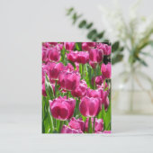 Carte Postale Tulipes pourpres (Debout devant)