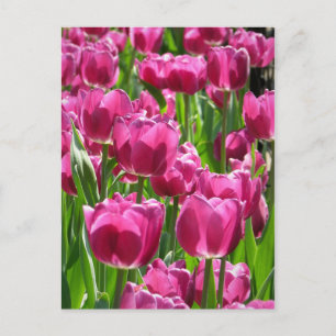 Carte Postale Tulipes pourpres