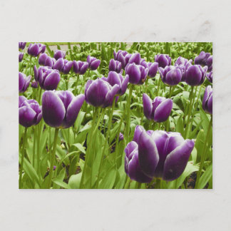 Carte Postale Tulipes pourpres et blanches