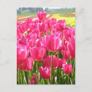 Carte Postale Tulipes printanières en Oregon