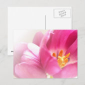 Carte postale Tulipes Printemps (Devant / Derrière)