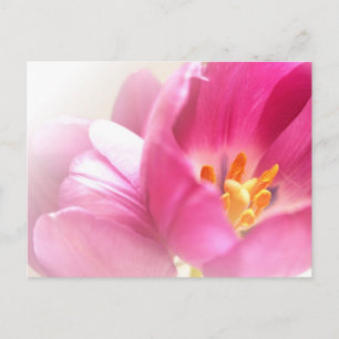 Carte postale Tulipes Printemps